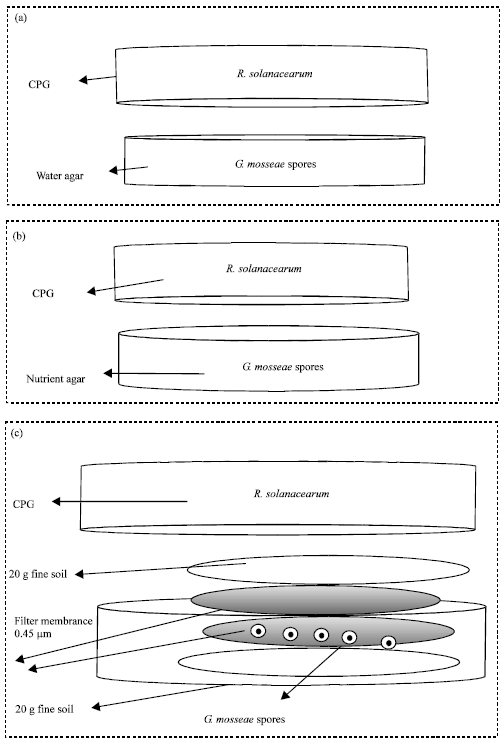 Image for - Bio-compartmental In Vitro System for Glomus mosseae and Ralstonia solanacraum Interaction