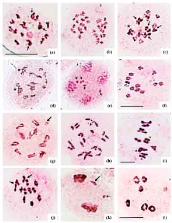 Image for - Chromosomal Diversity in Some Species of Plantago (Plantaginaceae) from North India