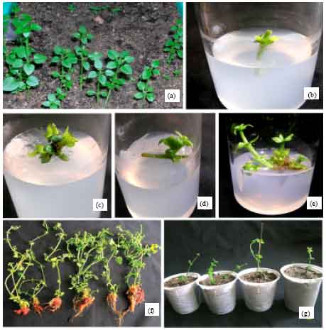 Image for - In vitro Propagation of Rubia cordifolia Linn., A Medicinal Plant of the Western Ghats