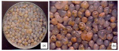 Image for - Direct Somatic Embryogenesis and Synthetic Seed Production from Tylophora indica (Burm.f.) Merrill an Endangered, Medicinally Important Plant