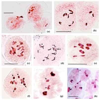 Image for - Chromosomal Diversity in Some Species of Plantago (Plantaginaceae) from North India
