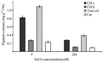 Image for - Effect of Salinity Stress on Growth, Sugar Content, Pigments and Enzyme Activity of Rice