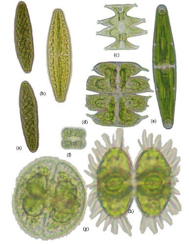 Image for - Planktonic Desmid Flora of South of the Eastern Himalayas: A Systematic Approach on Algae-I