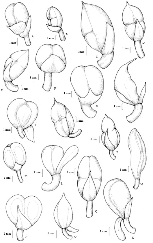 Image for - Capsule and Seed Morphology of Commelina L. (Commelinaceae) in Relation to Taxonomy
