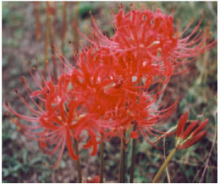 Image for - Senescence and Postharvest Performance of Cut Nerine sarniensis Flowers: Effects of Cycloheximide