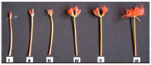 Image for - Senescence and Postharvest Performance of Cut Nerine sarniensis Flowers: Effects of Cycloheximide