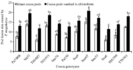 Image for - Host Plant Resistance to Phytophthora Pod Rot in Cacao (Theobroma cacao L.): The Role of Epicuticular Wax on Pod and Leaf Surfaces