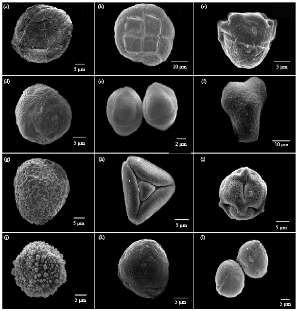 Image for - Morphological Characterization of Pollen Collected by Apis dorsata from  a Tropical Rainforest
