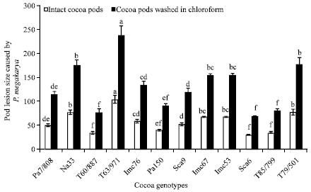 Image for - Host Plant Resistance to Phytophthora Pod Rot in Cacao (Theobroma cacao L.): The Role of Epicuticular Wax on Pod and Leaf Surfaces