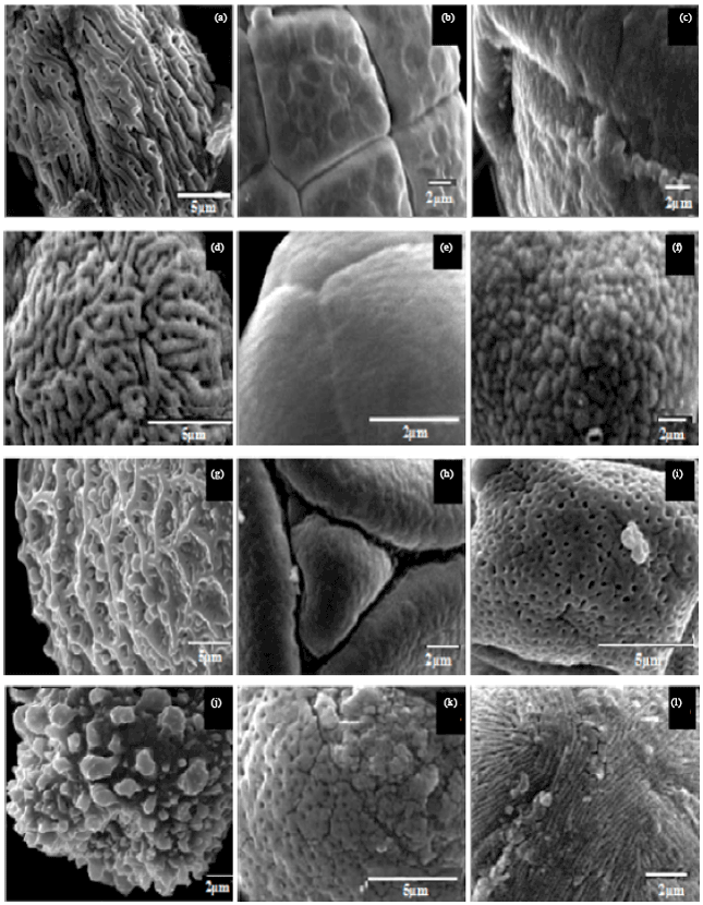 Image for - Morphological Characterization of Pollen Collected by Apis dorsata from  a Tropical Rainforest