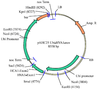 Image for - Isolation, Characterization of the hva1 Gene from Syrian Barley Varieties and Cloning into a Binary Plasmid Vector