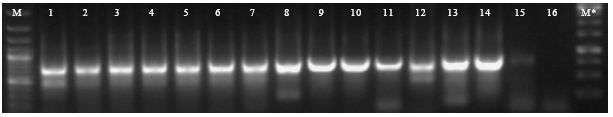 Image for - Isolation, Characterization of the hva1 Gene from Syrian Barley Varieties and Cloning into a Binary Plasmid Vector