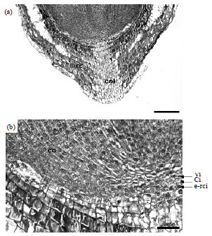 Image for - Primary Structure and Intercellular Space Formation of Feeding Root in Sonneratia alba J. Smith
