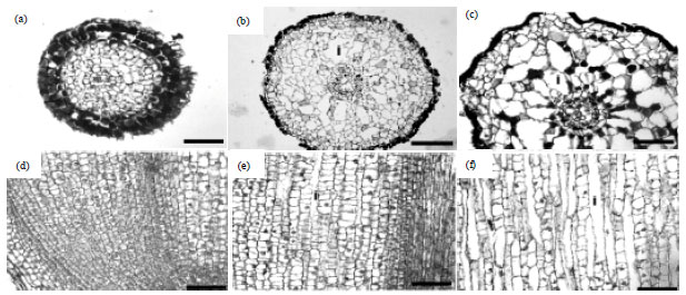 Image for - Primary Structure and Intercellular Space Formation of Feeding Root in Sonneratia alba J. Smith