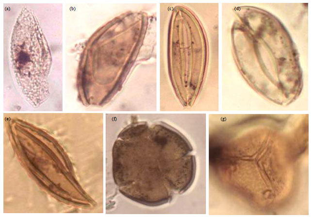 Image for - Palynology of Recent Bottom Sediments from Shallow Offshore Niger/Cross River Delta Nigeria: A Preliminary Study