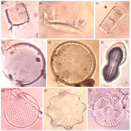 Image for - Palynology of Recent Bottom Sediments from Shallow Offshore Niger/Cross River Delta Nigeria: A Preliminary Study