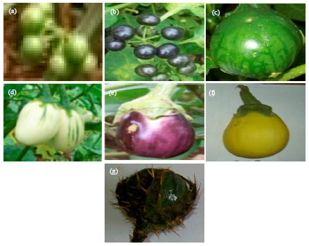 Image for - Phylogenetic Relationship among Eggplant Solanum L. and Related Species in Southern Nigeria as Revealed by Nuclear and Chloroplast Genes