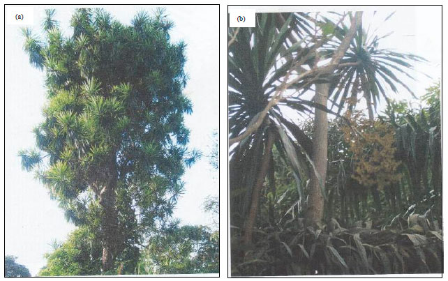 Image for - Determination of Proximate Composition of Various Parts of Two Dracaena Specie