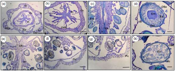 Image for - Comparative Anatomical Characteristics of Emergent Aquatic Herbs-Monochoria  vaginalis (Burm. F.) Presl. and Monochoria hastata Solms. (Pontederiaceae)