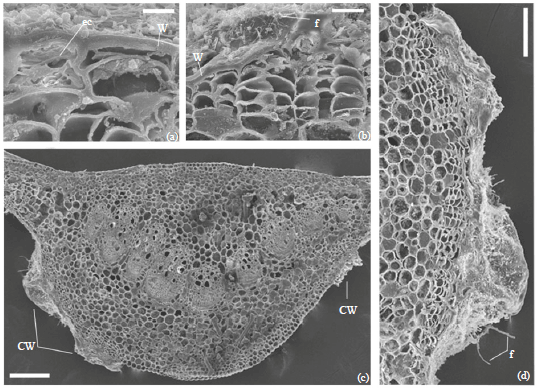 Image for - Cork Warts on Leaves of Gnetum L. (Gnetaceae) and its Phylloplane Fungi