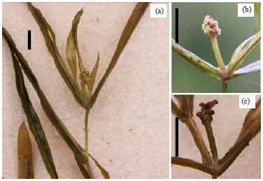 Image for - Potamogeton acutifolius (Potamogetonaceae)-A New Species for the Flora of Turkey