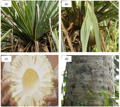 Image for - Ecological and Ethnobotanical Facet of ‘Kelapa Hutan’ (Pandanus Spp.) and Perspectives Towards its Existence and Benefit