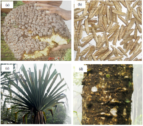 Image for - Ecological and Ethnobotanical Facet of ‘Kelapa Hutan’ (Pandanus Spp.) and Perspectives Towards its Existence and Benefit