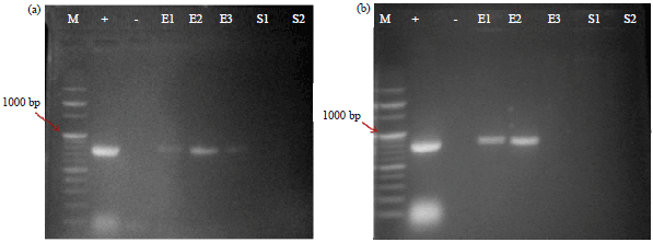 Image for - Genotypic Variation Affects the Efficiency of the Genetic Transformation Process in Balanites aegyptiaca