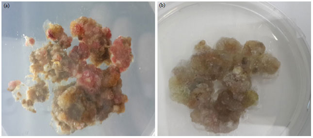 Image for - Buckwheat Treatment Ameliorates Transforming Growth Factor Beta-1, its Receptor Gene Expression and Biochemical Parameters in Experimental Steatohepatitis