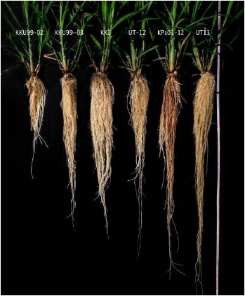 Image for - Determination of Early Effective Screening Date on Phenotyping Sugarcane Roots under Hydroponics Condition