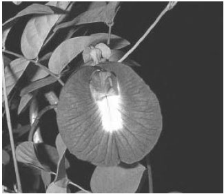 Image for - Improved Extraction of Natural Blue dye from Butterfly Pea using Microwave Assisted Methodology to Reduce the Effect of Synthetic Blue Dye
