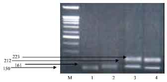 Image for - Identification of Egyptian Goat α S1-casein Alleles Using PCR-RFLP Method