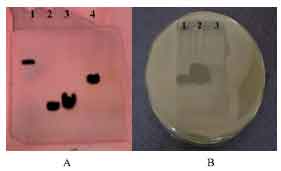 Image for - Isolation of Bacteriocin Producing Lactococcus lactis Strain from Dairy Products