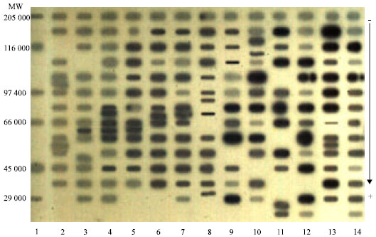 Image for - Immunogenetic Markers of Whey Proteins in Bovine Brucellosis