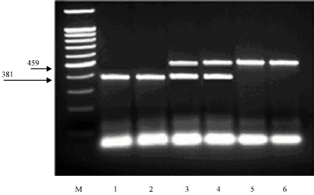 Image for - Genotyping of the Caprine Kappa-casein Variants in Egyptian Breeds