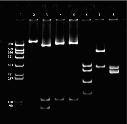 Image for - Nucleic Acid Based Differentiation of Pasteurella multocida Serotypes