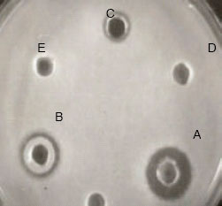 Image for - Kinetics of Growth and Bacteriocin Production in L. casei RN 78 Isolated from a Dairy Sample in IR Iran