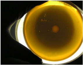 Image for - Isolation of Lactic Acid Bacteria with Probiotic Potential from Camel Milk
