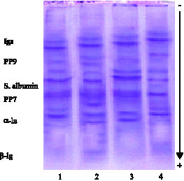 Image for - Effect of Dioxins on Properties of Egyptian Goat`s Milk and Blood Profile with Relation to Mastitis