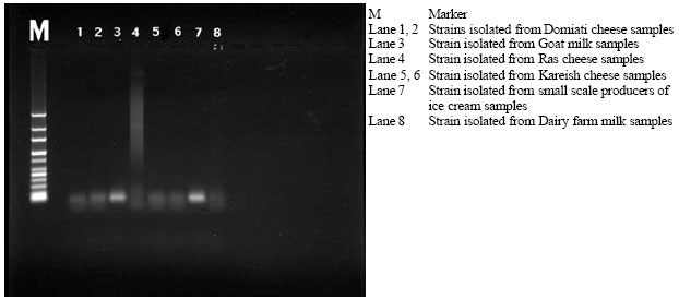 Image for - Polymerase Chain Reaction for Detection of Toxigenic Strains of Corynebacterium diphtheriae in Milk and Some Milk Products