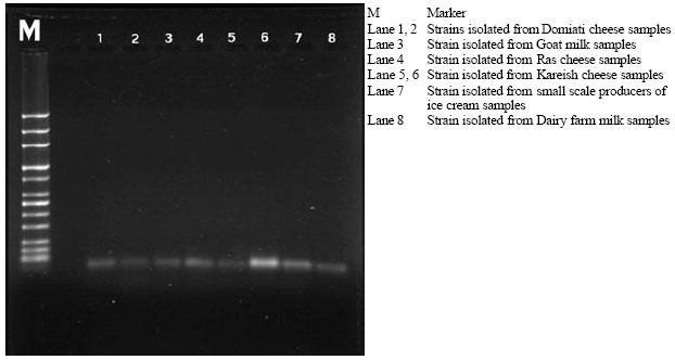 Image for - Polymerase Chain Reaction for Detection of Toxigenic Strains of Corynebacterium diphtheriae in Milk and Some Milk Products