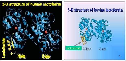 Image for - Lactoferrin in Relation to Biological Functions and Applications: A Review
