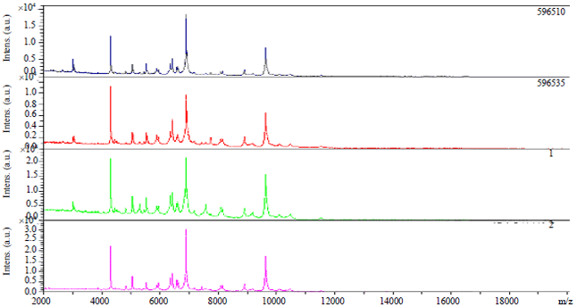 Image for - Identification of Staphylococcus aureus Causing Bovine Mastitis using MALDI-TOF Fingerprinting