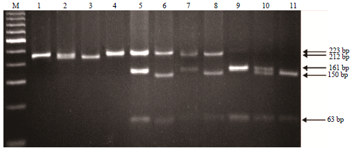 Image for - Genotyping of the CSN1S1 Locus in Taiwan Dairy Goats using PCR-RFLP and AS-PCR