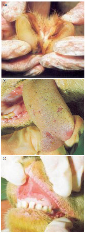 Image for - Diagnosis and Control of Foot and Mouth Disease (FMD) in Dairy Small Ruminants; Sheep and Goats
