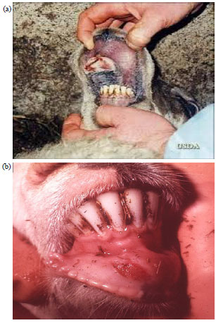 Image for - Diagnosis and Control of Foot and Mouth Disease (FMD) in Dairy Small Ruminants; Sheep and Goats