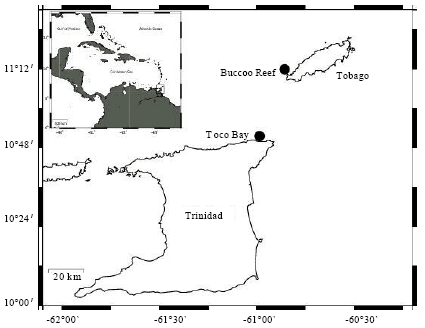 Image for - Intertidal Distribution Patterns of Zoanthids Compared to their Scleractinian Counterparts in the Southern Caribbean