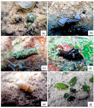 Image for - Report on Ten Newly Recorded Opisthobranchs (Opisthobranchia, Gastropoda) from Andaman and Nicobar Islands, India