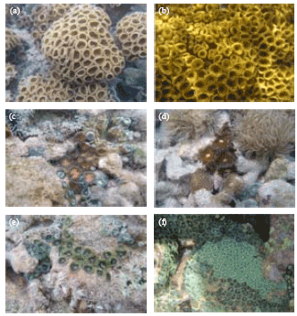 Image for - Intertidal Distribution Patterns of Zoanthids Compared to their Scleractinian Counterparts in the Southern Caribbean