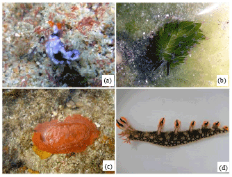 Image for - Report on Ten Newly Recorded Opisthobranchs (Opisthobranchia, Gastropoda) from Andaman and Nicobar Islands, India